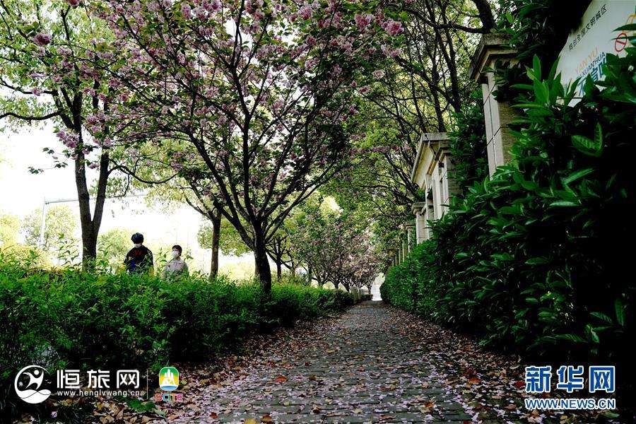 (环境)(4)“落樱不扫”道路亮相上海