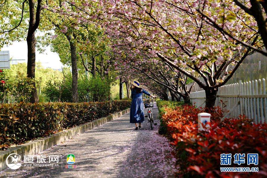 (环境)(1)“落樱不扫”道路亮相上海