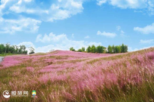 秋分为半 | 花已开好，乐山的秋天灿烂又温柔 ！