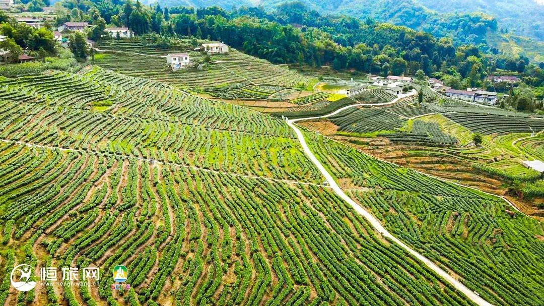一枝春茶叶基地 02.jpg 图片