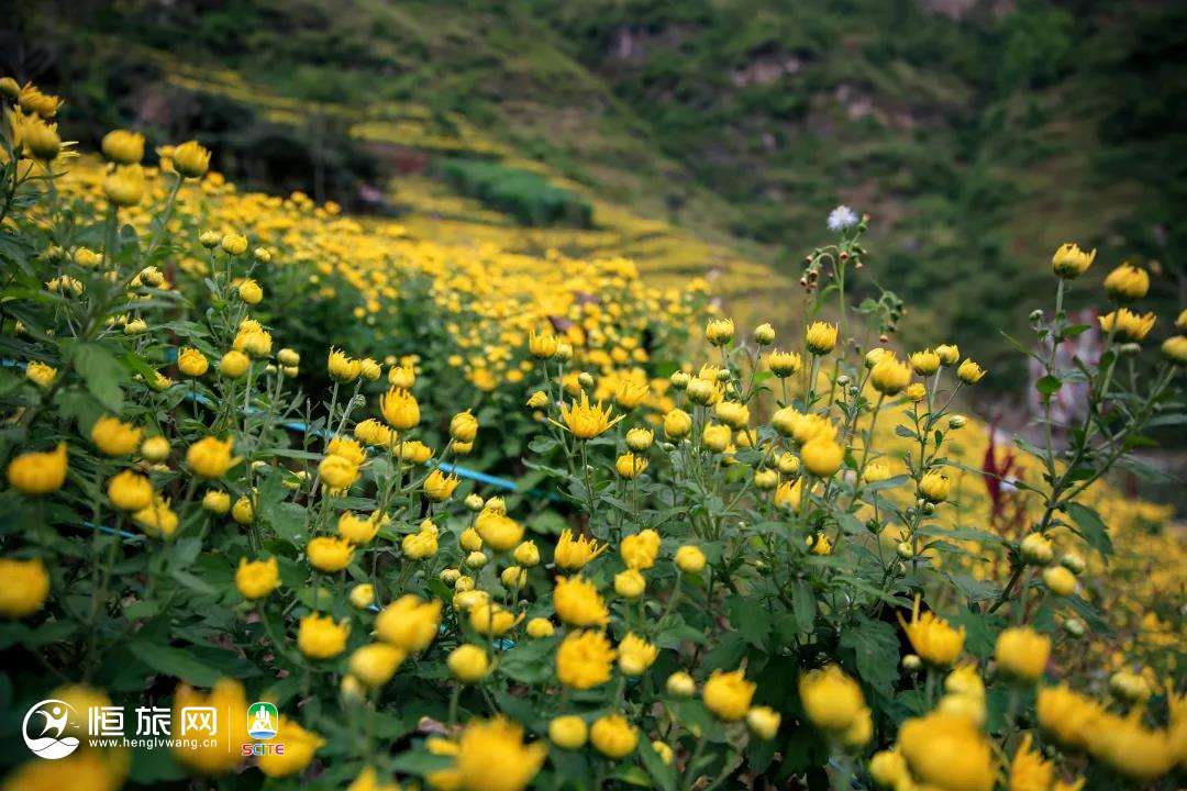 金口河黄菊2.jpg 图片