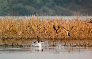 “观鸟+寻味”，来这里，一键开启冬日绝佳体验！