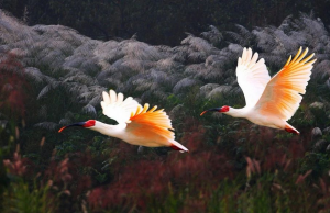 嘉州绿心公园朱鹮园、猴馆元旦恢复营业