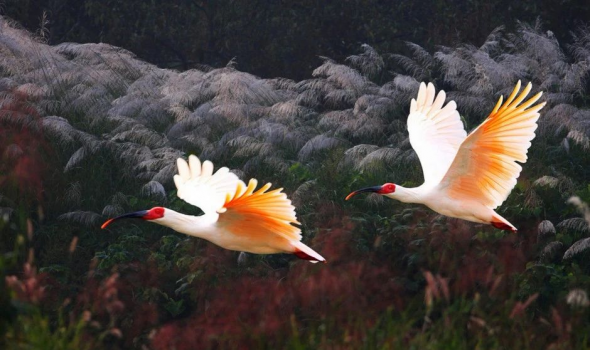 嘉州绿心公园朱鹮园、猴馆元旦恢复营业