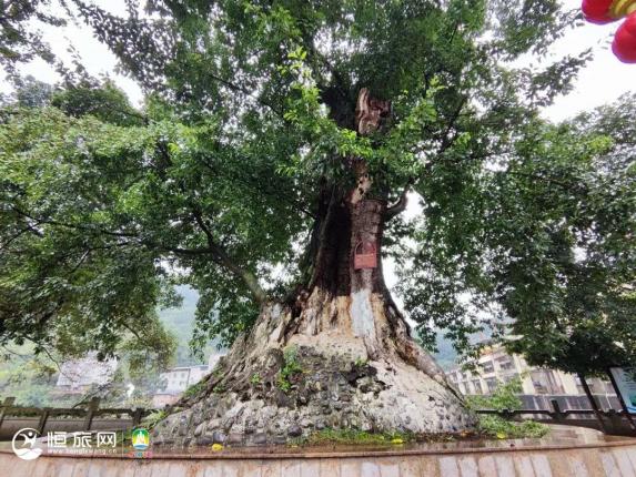 森系之旅安排！乐山7个生态文化“新地标”来了