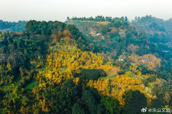 #乐山的蜡梅开了# 