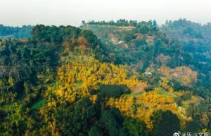 #乐山的蜡梅开了# 