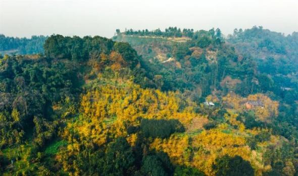 #乐山的蜡梅开了# 