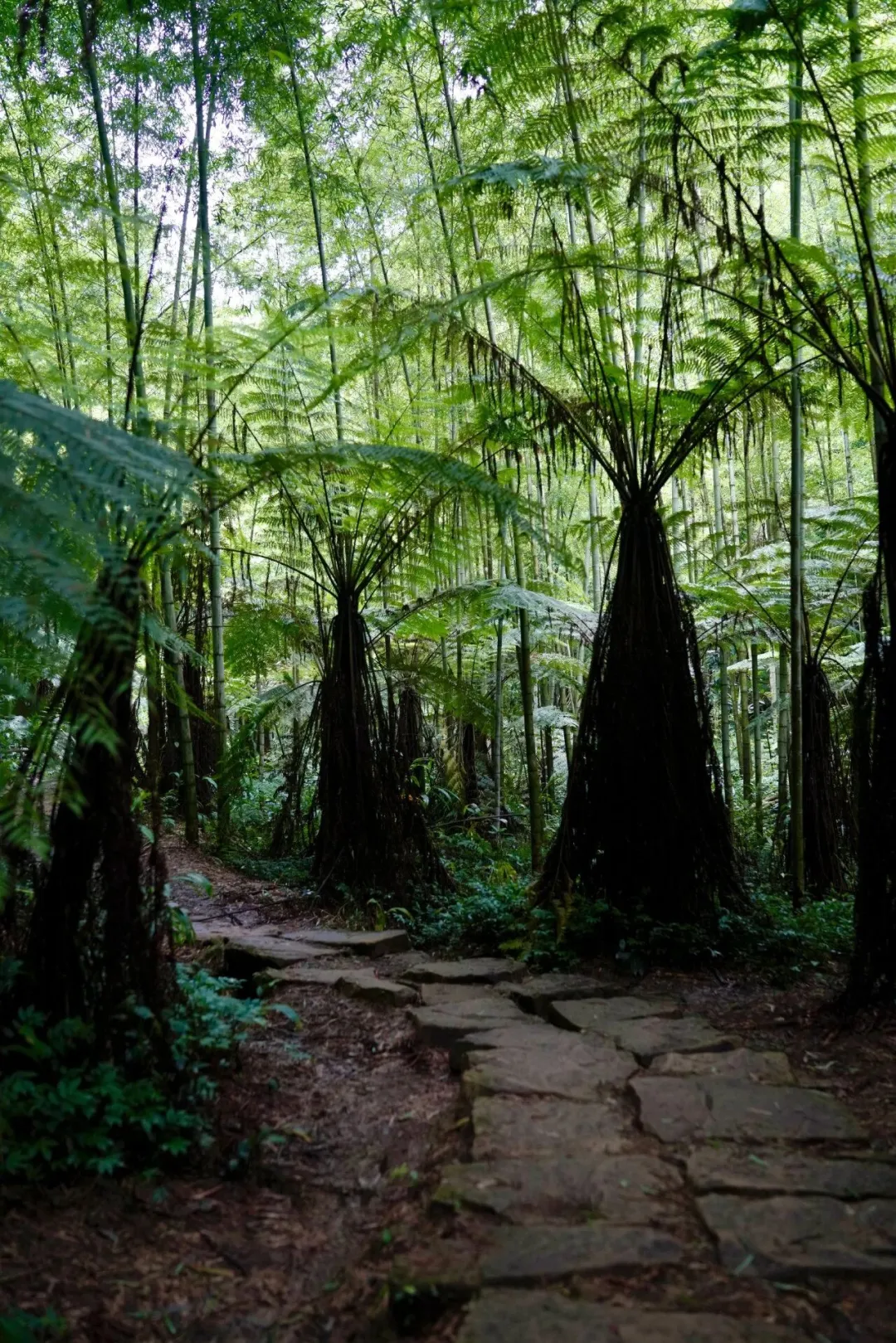 乐山又双叒叕亮相央视，这次是因为……