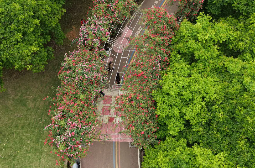 快去打卡！绿心公园爱情主题蔷薇花廊盛放迎客啦